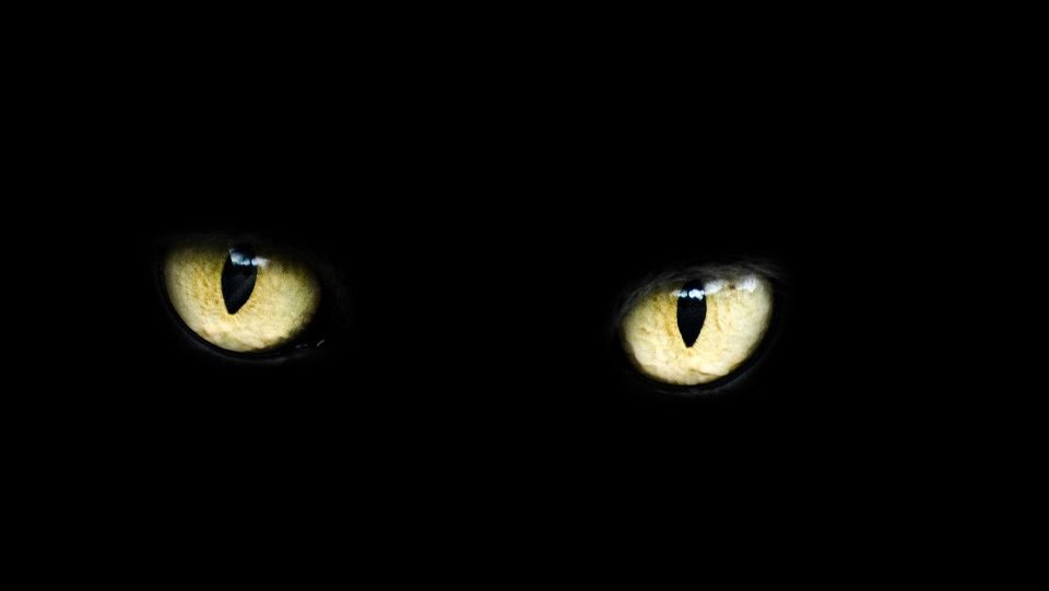 Ogen van een kat in het donker