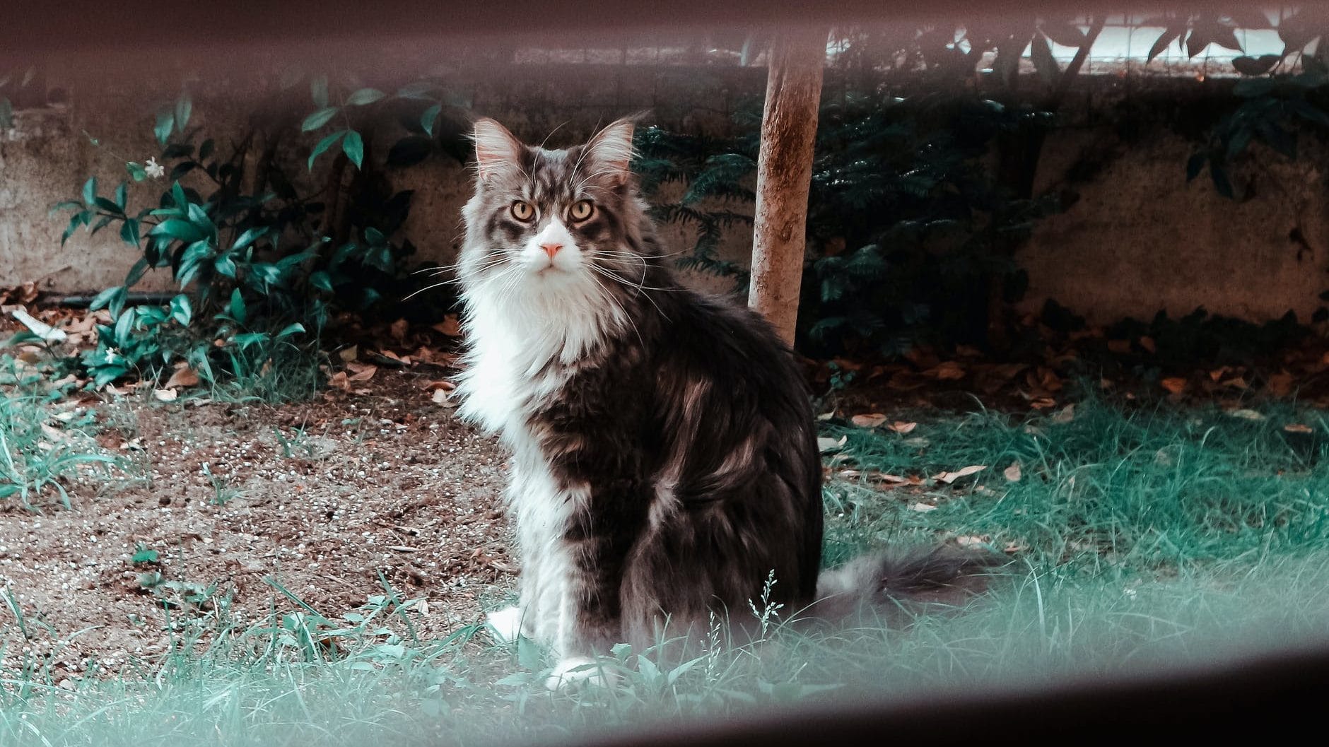 Langharige kat in de tuin in beeld