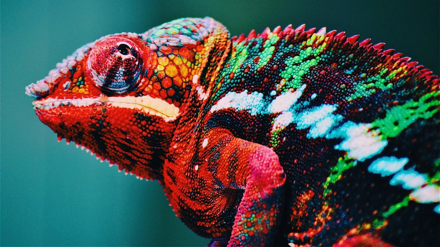 Kameleon met zeer veel kleuren