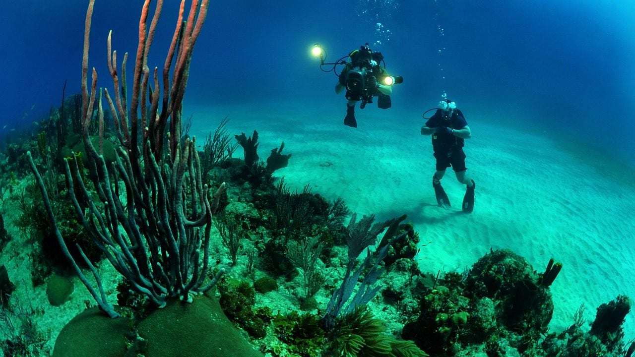 fotografie onder water duikers en natuur