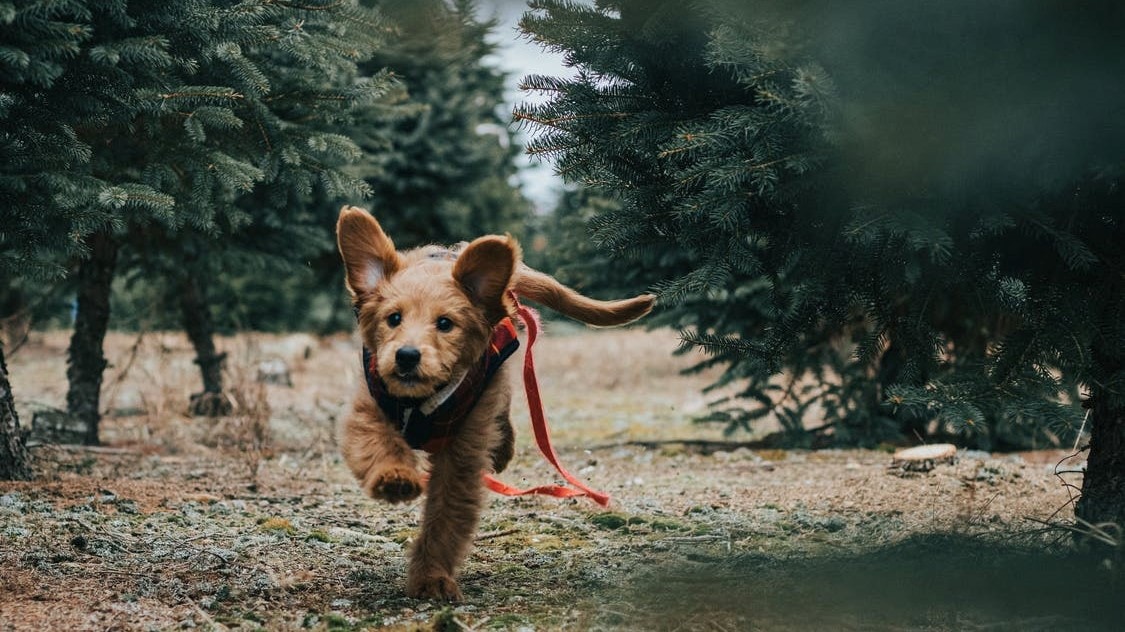 Hond rent naar zijn baasje in een bos