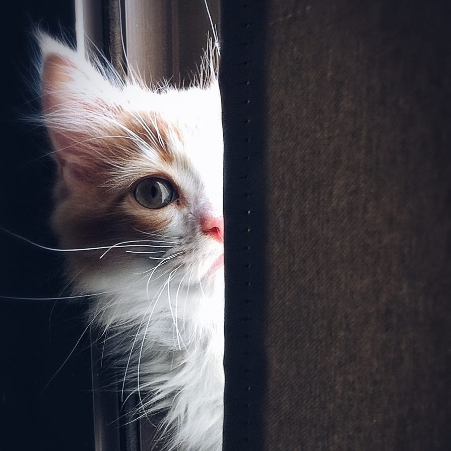 Kat komt piepen door de deur