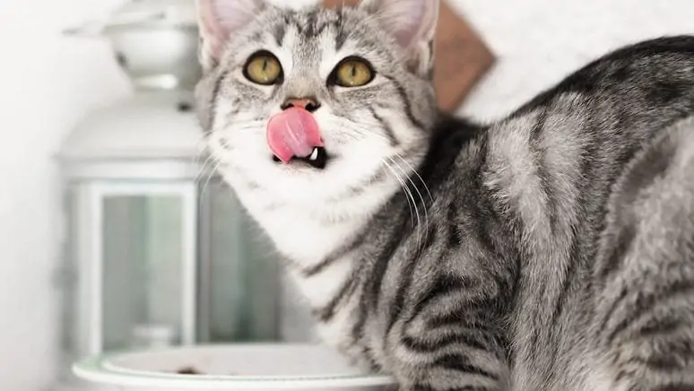 Kat likt mond af voor zijn voederbakje