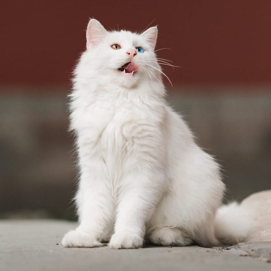 Witte langharige kat