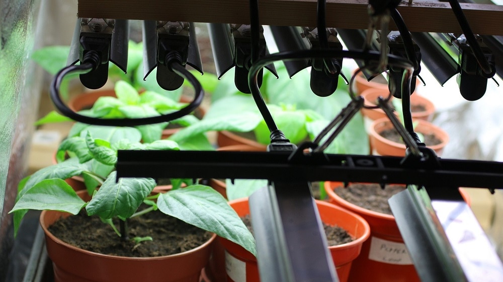 Enkele led-kweeklampen met een hangmontage boven enkele plantenEnkele led-kweeklampen met een hangmontage boven enkele planten