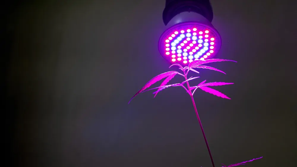 Plant groeit onder een kweeklamp met verschillende kleuren
