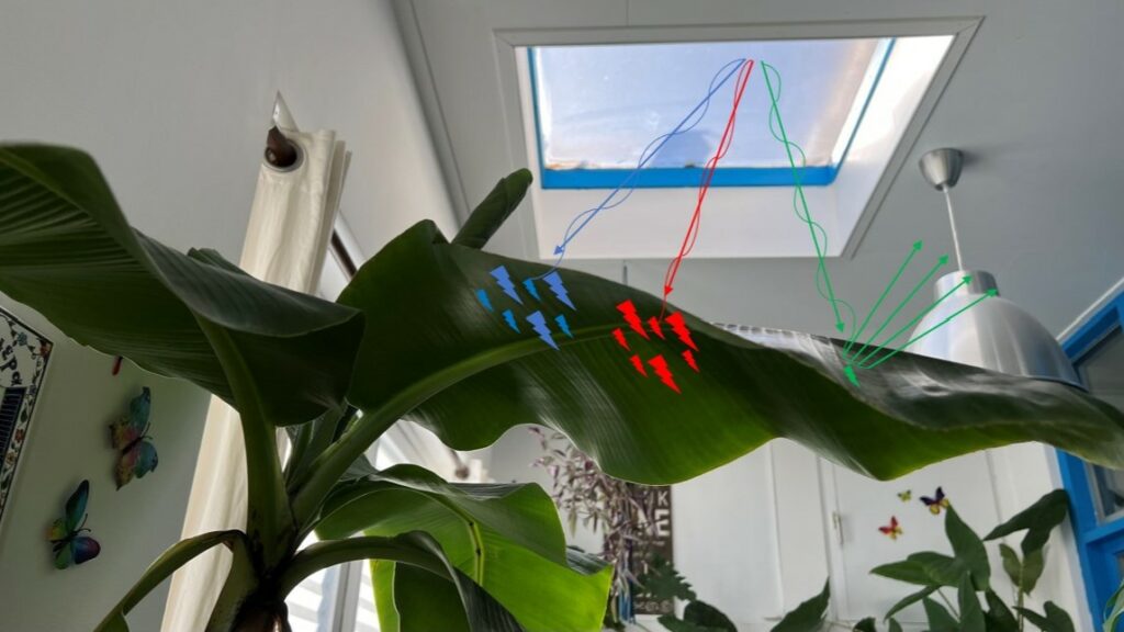 Plant onder een dakraam met het effect van licht en het kleurenspectrum op de plant afgebeeld