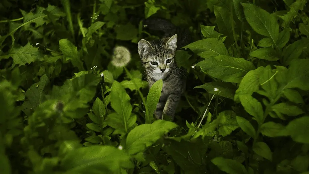 Een kitten kijkt door de bladeren heen in een tuin