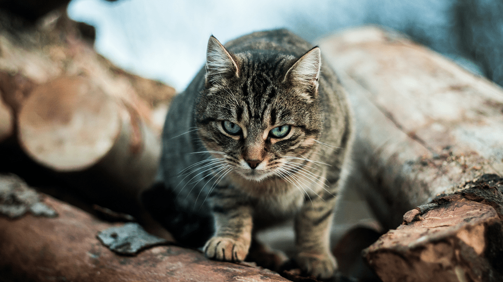 De Beste Kattenverjager houdt Ongewenste Gasten Buiten de Deur
